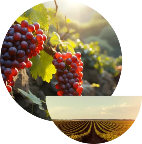 Close-up of red grapes on a vine with a scenic vineyard background.