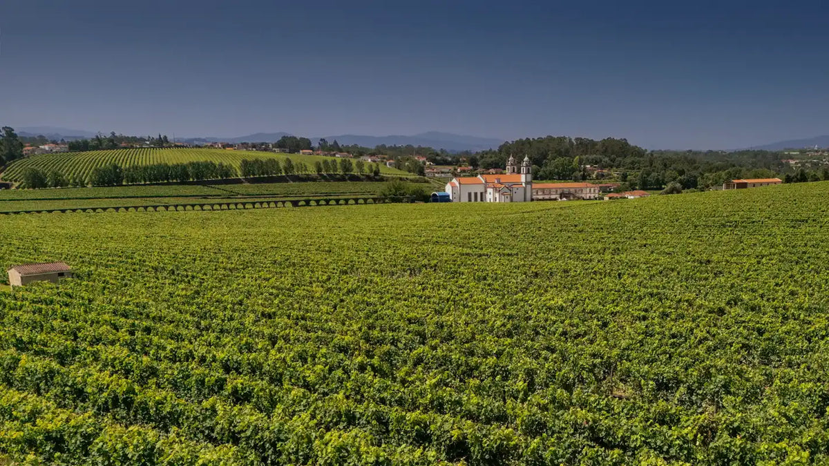 Aerial view of vineyards with a building in the distance under a clear blue sky.